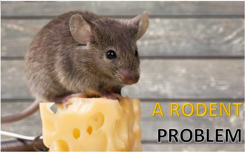 a rodent problem