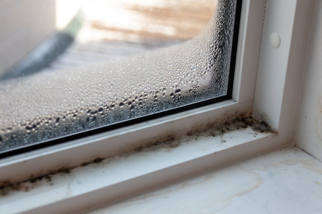 Moist mold and fungus in window and frame due to condensation