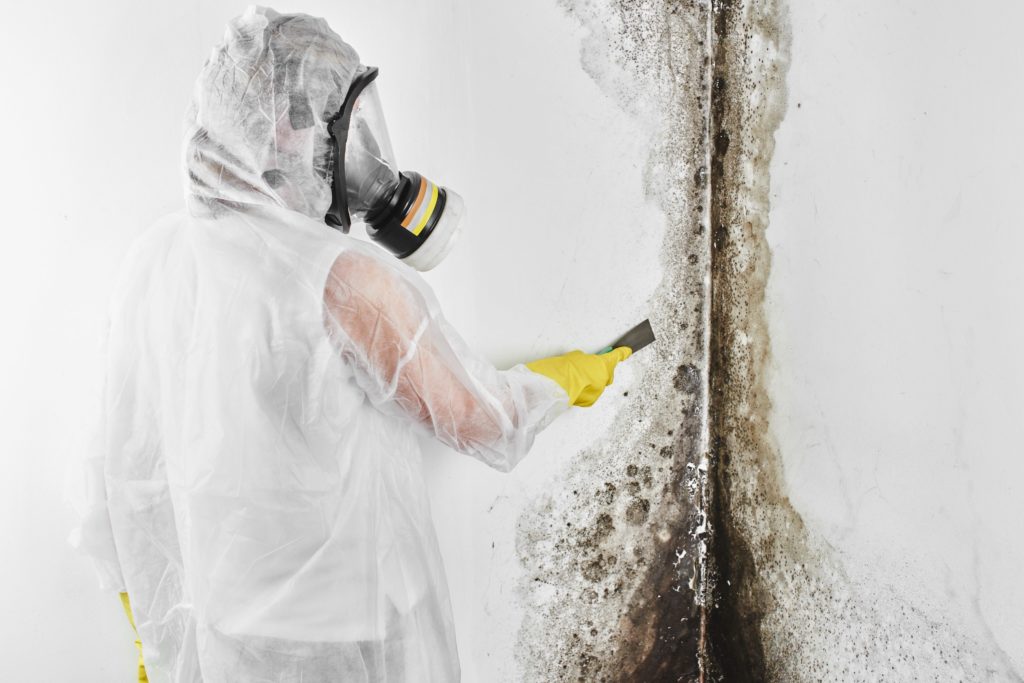 Removal of black fungus or mold in the apartment and house.